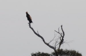The wedge-tailed eagle or bunjil (Aquila audax), sometimes known as the eaglehawk, is the largest bird of prey in Australia.