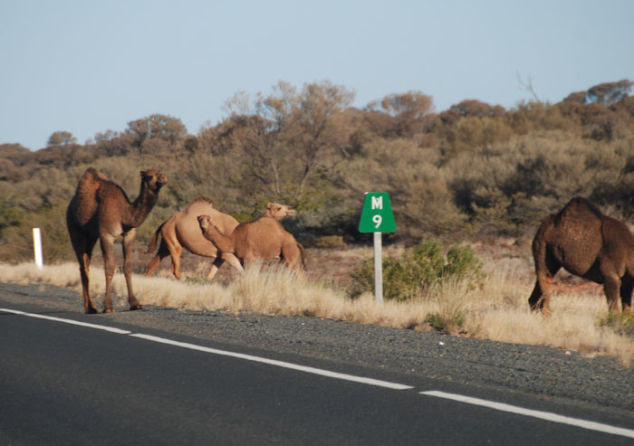 Feral camels north of Marla.