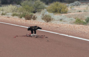 Wedgetail eagles are an important part of the road cleaning cycle.