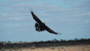 Massive wingspan of the Wedgetail Eagle.