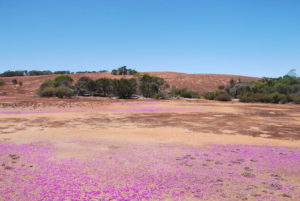 Everlastings at Billgaburna Rock.