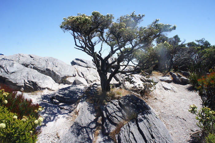 Gnarly tree on the top of Bluff Knoll.