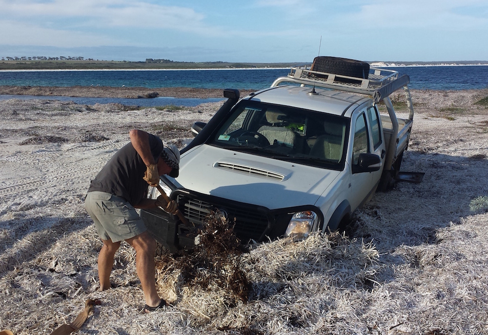 Bogged in seaweed on Dailey River Beach.