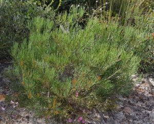 At the entrance to the Fitzgerald River National Park.