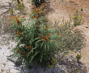 At the entrance to the Fitzgerald River National Park.