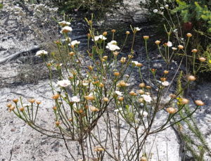At the entrance to the Fitzgerald River National Park.