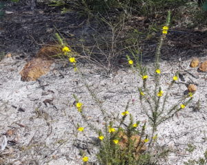 At the entrance to the Fitzgerald River National Park.