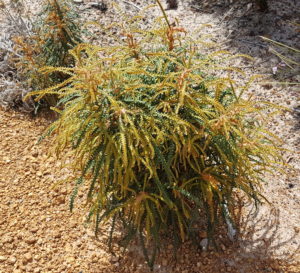 At the entrance to the Fitzgerald River National Park.