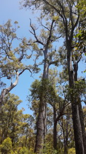 King Jarrah Tree at Wellington Mill.