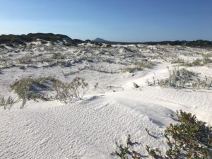 Tooregullup Beach vegetation.