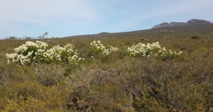 Laxmannia on the track out of Quoin Head.