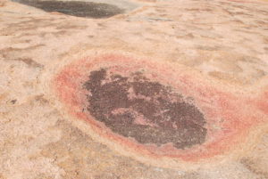 Dried out depression (hardly a gnamma) on the top of Warrdagga Hill.