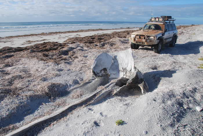 Whalebone indicating the turn off to Wattle Camp, Great Australian Bight.