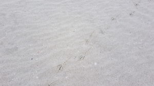 Tracks on Hammersley Beach.