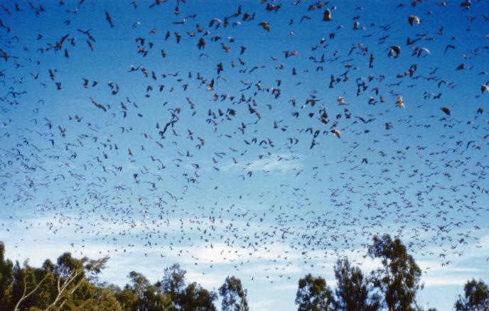 Fruit bats.