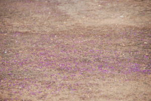 Purple everlastings.