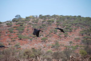 Red tail black cockatoos.
