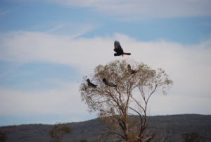 Red tail black cockatoos roosting.