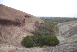 Vegetation at Yorkrakine.