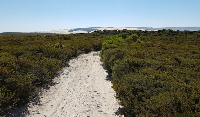 Dunes can be seen once over hill on Reef Beach track.