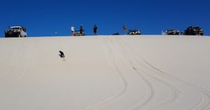 Lexie the kelpie climbs the dune.