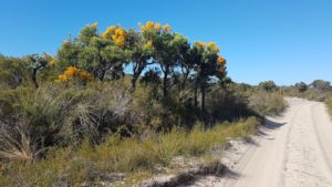Nuytsia floribunda on Minarup Track.