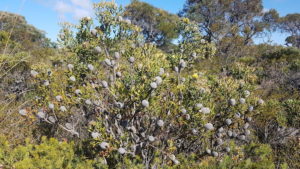 Spent banksia on Minarup Track.