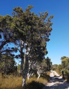 Melaleucas on Minarup Track.
