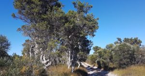 Melaleucas on Minarup Track.