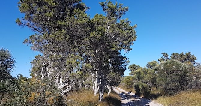 Melaleucas on Minarup Track.