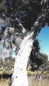 Large melaleuca on Minarup Track.