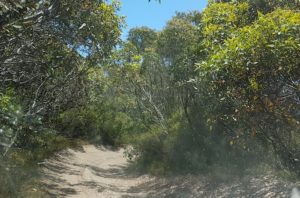 On the track into Stream Beach.