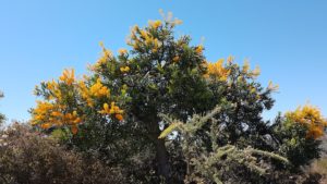 Nuytsia floribunda on Warramurrup Track.