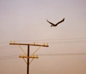 We saw lots of birds of prey.