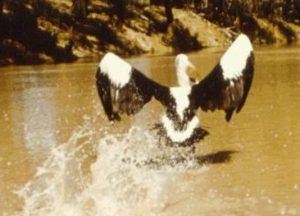 An injured pelican between Budda and Wilga.