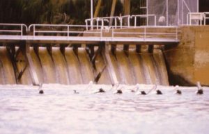 Pelicans feeding below Lock 9.