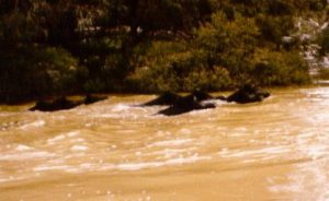 Wild pigs swimming the river.