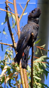 Black Cockatoo