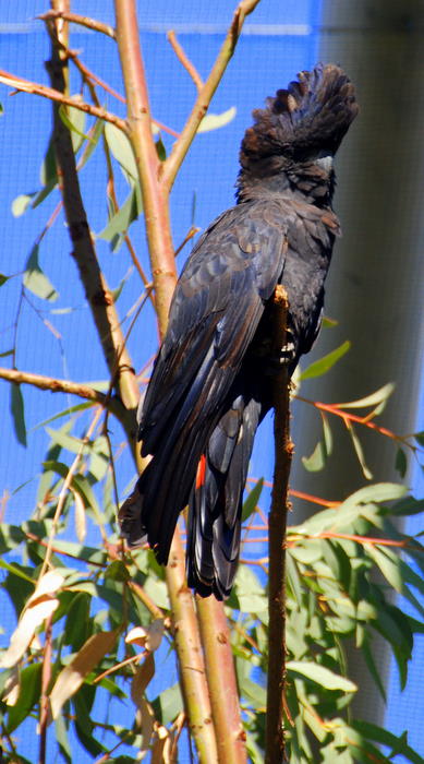 Black Cockatoo