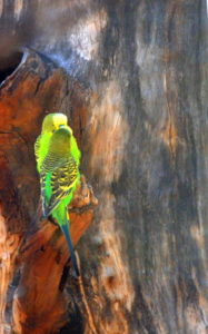 Budgerigar
