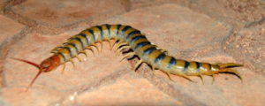 Centipede
