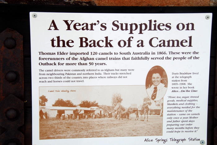 Camels and supplies.