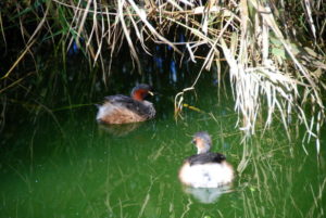 Juvenile Ducks