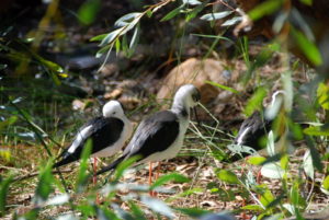 Young Black-Winged Stilts