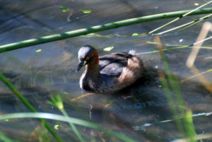 Juvenile Duck