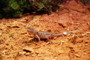 Gecko