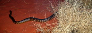 Banded snake