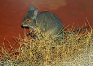Spinifex Hopping Mouse