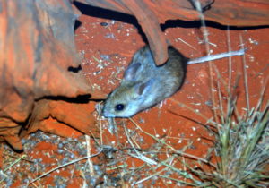 Spinifex Hopping Mouse