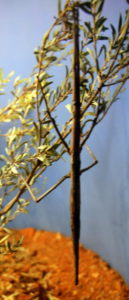 Stick insect